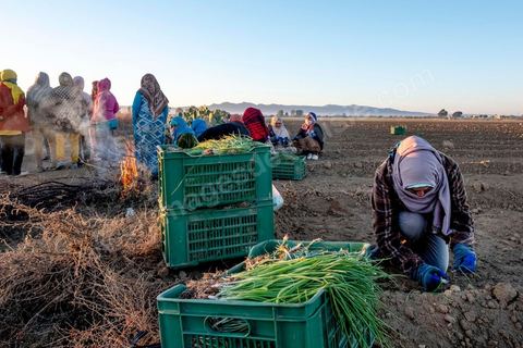 A quelques kilomètres de Sidi Bouzid, région agricole, les ouvrières agricoles travaillent depuis 6h du matin à planter des emences d'oignons à l'aide d'un simple couteau. Sidi Bouzid, 10 ans après la révolution le bilan. Il y a 10 ans, le 17 décembre 2010, Mohamed Bouazizi, jeune chomeur, vendeur ambulant de légumes, s'immolait devant le gouvernorat au centre ville. Ce fut le début des manifestations des syndicalistes en région, le début de la révolution tunisienne qui aboutira le 14 janvier 2011 au départ du président dictateur Ben Ali et de sa famille. "Travail, Liberté et Dignité", ces trois mots du slogan des révolutionnaires de 2010 sont encore et toujours aujourd'hui scandés dans les rues de Tunisie. 