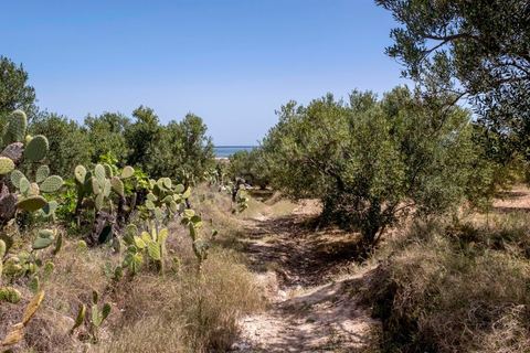 A la sortie de Ksibet, entre Monastir et Teboulba, les champs d'oliviers en bord de mer sont des lieux de planques des jeunes avant de rejoindre de nuit les barques pour rejoindre le bateau qui doit les mener en Italie. 