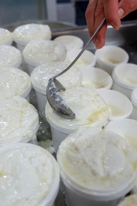 Zied Ben Youssef est fromager, sur les hauteurs de Béja il fait du fromage de Brebis et de vache mais aussi vous invite à sa table d'hôte pour déguster le couscous traditionnel de Béja. Il fait partie du projet de l’Union Européenne ‘Lactimed’. Le fromage est fait en direct au coeur du restaurant avec la transformation quotidienne de 20 à 40 L de lait de fromage frais et ricotta.C’est l’occasion aussi de déguster des produits laitiers frais : du yaourt, de la ricotta, du beurre et du lait de brebis.