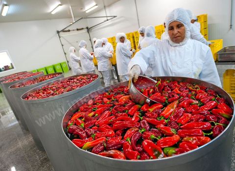 Opération de découpe des piments doux aux Moulins Mahjoub à Tébourba près de Tunis. Agriculture et produits Biologiques.