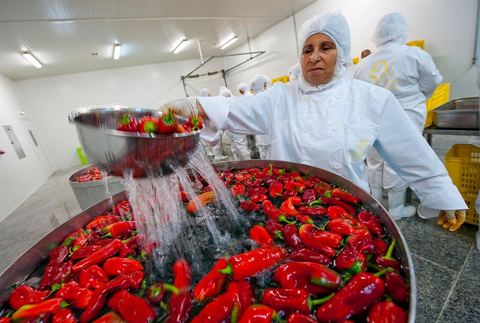 Opération de découpe des piments doux aux Moulins Mahjoub à Tébourba près de Tunis. Agriculture et produits Biologiques.