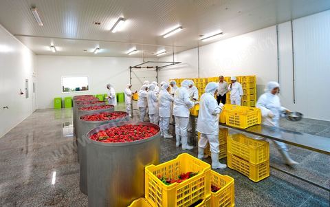 Opération de découpe des piments doux aux Moulins Mahjoub à Tébourba près de Tunis. Agriculture et produits Biologiques.
