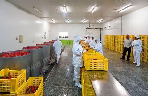 Opération de découpe des piments doux aux Moulins Mahjoub à Tébourba près de Tunis. Agriculture et produits Biologiques.