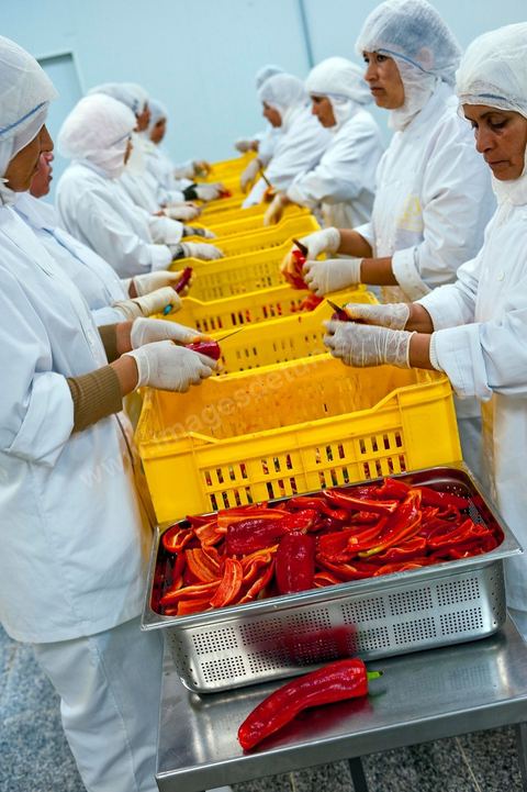 Opération de découpe des piments doux aux Moulins Mahjoub à Tébourba près de Tunis. Agriculture et produits Biologiques.