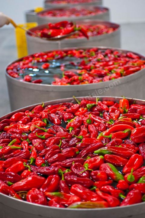 Opération de découpe des piments doux aux Moulins Mahjoub à Tébourba près de Tunis. Agriculture et produits Biologiques.