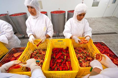Opération de découpe des piments doux aux Moulins Mahjoub à Tébourba près de Tunis. Agriculture et produits Biologiques.