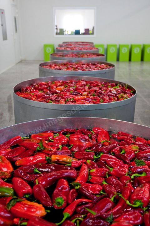 Opération de découpe des piments doux aux Moulins Mahjoub à Tébourba près de Tunis. Agriculture et produits Biologiques.