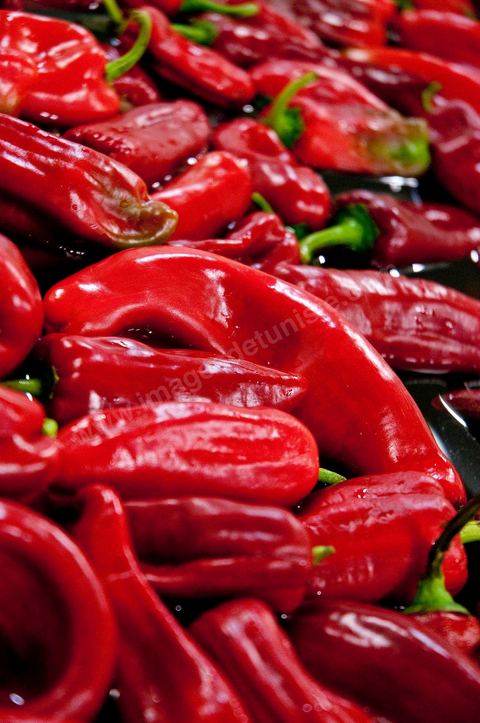 Opération de découpe des piments doux aux Moulins Mahjoub à Tébourba près de Tunis. Agriculture et produits Biologiques.