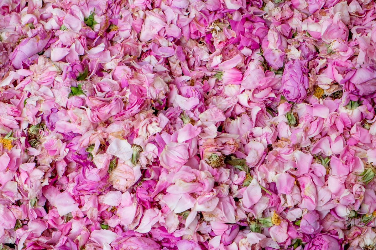 La distillerie de fleurs de rose