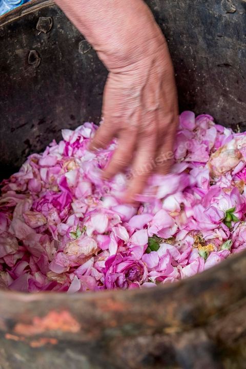 Distillation traditionnelle de fleurs de rose dans maison de la région de Nabeul au Cap Bon. L'eau et l'essence de rose proviennent de la distillation des fleurs de rose. La distillation est conduite très doucement sur le feu, l'hydrolat coule dans des Marie-Jeannes en verre. Le distillat coule légèrement tiède. 1 kg de pétale produit environ 1,5 litres d'eau de roses.