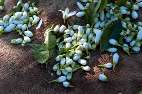 Cueillette de Fleurs d'orangers de Bigaradier destinées à la distillation pour la production de nérobie, essence, de l'eau de fleurs et de l'absolue d'oranger. Vergers dans la région côtière de Nabeul, campagne près de Beni Khiar au Cap Bon.
