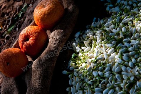 Cueillette de Fleurs d'orangers de Bigaradier destinées à la distillation pour la production de nérobie, essence, de l'eau de fleurs et de l'absolue d'oranger. Vergers dans la région côtière de Nabeul, campagne près de Beni Khiar au Cap Bon.