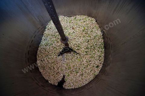 Chargement des Fleurs d'orangers dans l'alambic. Distillerie de fleurs d'orangers de Bigaradier, production d'essence et d'eau de Fleurs d'orangers à la distillerie Carthago Essences à Tunis. La distillerie fut créée il y a plusieurs générations par la famille et est tenue aujourd'hui par la petite fille et passionnée Thouraya.
