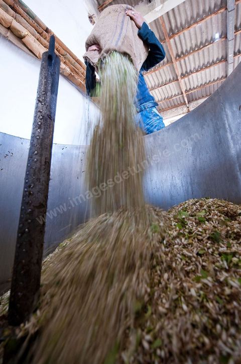 Chargement des Fleurs d'orangers dans l'alambic. Distillerie de fleurs d'orangers de Bigaradier, production d'essence et d'eau de Fleurs d'orangers à la distillerie Carthago Essences à Tunis. La distillerie fut créée il y a plusieurs générations par la famille et est tenue aujourd'hui par la petite fille et passionnée Thouraya.