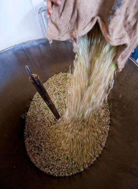 Chargement des Fleurs d'orangers dans l'alambic. Distillerie de fleurs d'orangers de Bigaradier, production d'essence et d'eau de Fleurs d'orangers à la distillerie Carthago Essences à Tunis. La distillerie fut créée il y a plusieurs générations par la famille et est tenue aujourd'hui par la petite fille et passionnée Thouraya.