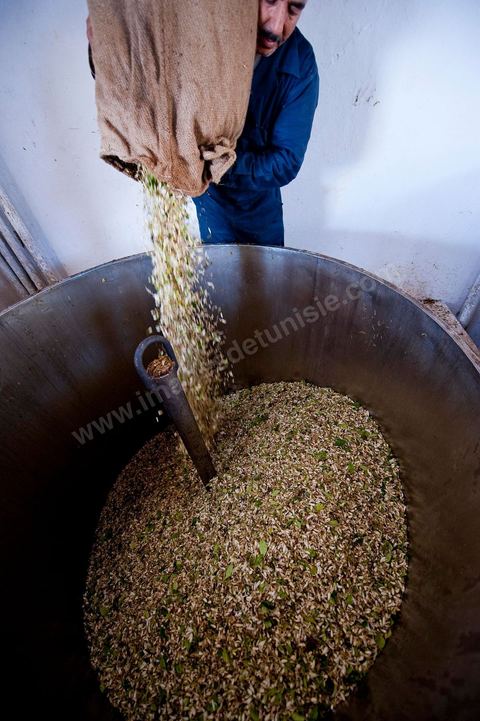 Chargement des Fleurs d'orangers dans l'alambic. Distillerie de fleurs d'orangers de Bigaradier, production d'essence et d'eau de Fleurs d'orangers à la distillerie Carthago Essences à Tunis. La distillerie fut créée il y a plusieurs générations par la famille et est tenue aujourd'hui par la petite fille et passionnée Thouraya.