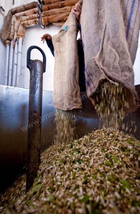 Chargement des Fleurs d'orangers dans l'alambic. Distillerie de fleurs d'orangers de Bigaradier, production d'essence et d'eau de Fleurs d'orangers à la distillerie Carthago Essences à Tunis. La distillerie fut créée il y a plusieurs générations par la famille et est tenue aujourd'hui par la petite fille et passionnée Thouraya.