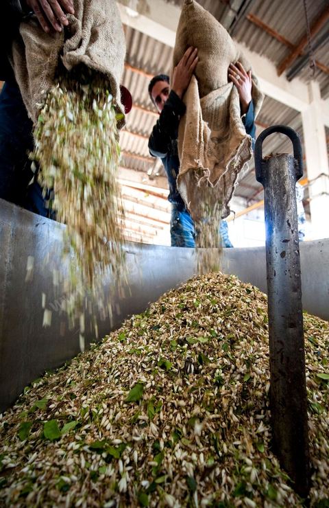 Chargement des Fleurs d'orangers dans l'alambic. Distillerie de fleurs d'orangers de Bigaradier, production d'essence et d'eau de Fleurs d'orangers à la distillerie Carthago Essences à Tunis. La distillerie fut créée il y a plusieurs générations par la famille et est tenue aujourd'hui par la petite fille et passionnée Thouraya.