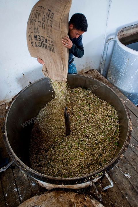 Chargement des Fleurs d'orangers dans l'alambic. Distillerie de fleurs d'orangers de Bigaradier, production d'essence et d'eau de Fleurs d'orangers à la distillerie Carthago Essences à Tunis. La distillerie fut créée il y a plusieurs générations par la famille et est tenue aujourd'hui par la petite fille et passionnée Thouraya.