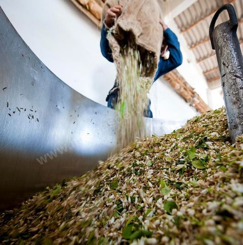 Chargement des Fleurs d'orangers dans l'alambic. Distillerie de fleurs d'orangers de Bigaradier, production d'essence et d'eau de Fleurs d'orangers à la distillerie Carthago Essences à Tunis. La distillerie fut créée il y a plusieurs générations par la famille et est tenue aujourd'hui par la petite fille et passionnée Thouraya.