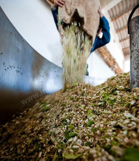 Chargement des Fleurs d'orangers dans l'alambic. Distillerie de fleurs d'orangers de Bigaradier, production d'essence et d'eau de Fleurs d'orangers à la distillerie Carthago Essences à Tunis. La distillerie fut créée il y a plusieurs générations par la famille et est tenue aujourd'hui par la petite fille et passionnée Thouraya.