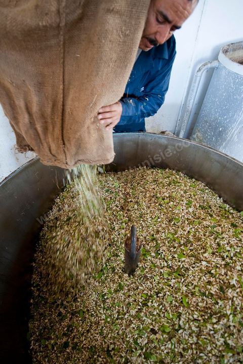 Chargement des Fleurs d'orangers dans l'alambic. Distillerie de fleurs d'orangers de Bigaradier, production d'essence et d'eau de Fleurs d'orangers à la distillerie Carthago Essences à Tunis. La distillerie fut créée il y a plusieurs générations par la famille et est tenue aujourd'hui par la petite fille et passionnée Thouraya.