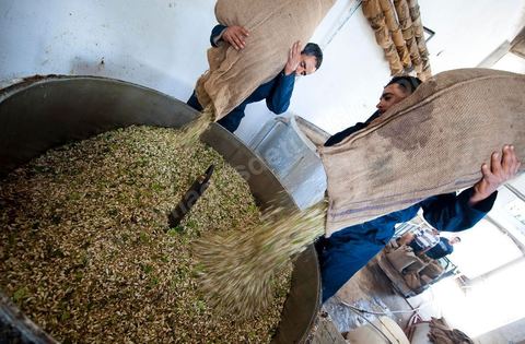 Chargement des Fleurs d'orangers dans l'alambic. Distillerie de fleurs d'orangers de Bigaradier, production d'essence et d'eau de Fleurs d'orangers à la distillerie Carthago Essences à Tunis. La distillerie fut créée il y a plusieurs générations par la famille et est tenue aujourd'hui par la petite fille et passionnée Thouraya.