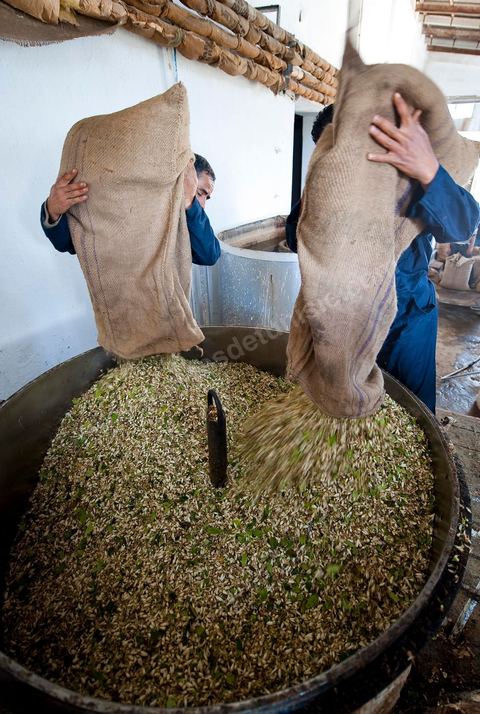 Chargement des Fleurs d'orangers dans l'alambic. Distillerie de fleurs d'orangers de Bigaradier, production d'essence et d'eau de Fleurs d'orangers à la distillerie Carthago Essences à Tunis. La distillerie fut créée il y a plusieurs générations par la famille et est tenue aujourd'hui par la petite fille et passionnée Thouraya.
