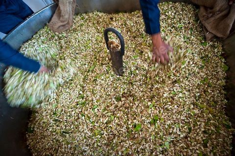 Chargement des Fleurs d'orangers dans l'alambic. Distillerie de fleurs d'orangers de Bigaradier, production d'essence et d'eau de Fleurs d'orangers à la distillerie Carthago Essences à Tunis. La distillerie fut créée il y a plusieurs générations par la famille et est tenue aujourd'hui par la petite fille et passionnée Thouraya.