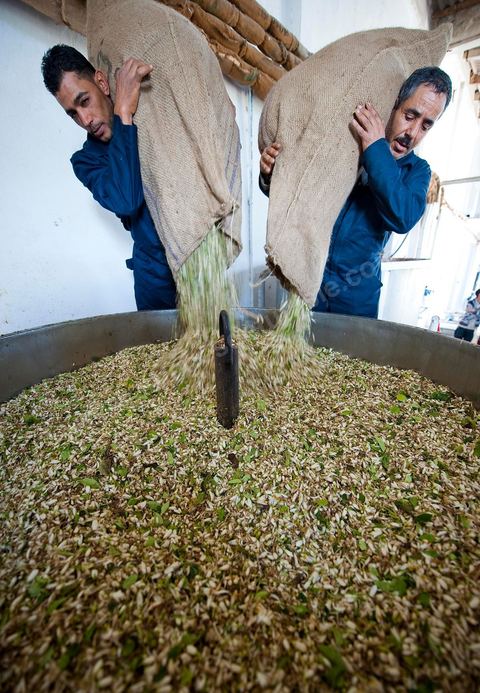 Chargement des Fleurs d'orangers dans l'alambic. Distillerie de fleurs d'orangers de Bigaradier, production d'essence et d'eau de Fleurs d'orangers à la distillerie Carthago Essences à Tunis. La distillerie fut créée il y a plusieurs générations par la famille et est tenue aujourd'hui par la petite fille et passionnée Thouraya.