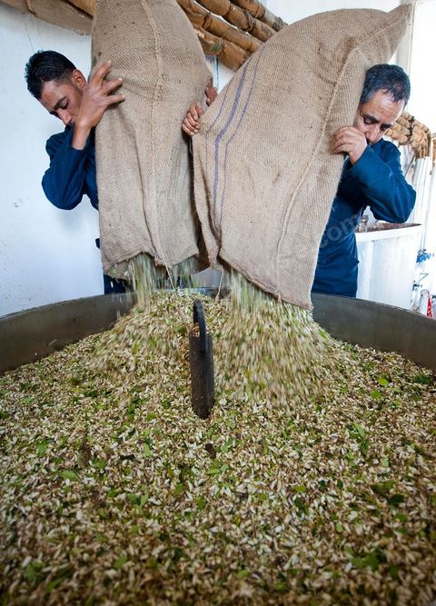 Chargement des Fleurs d'orangers dans l'alambic. Distillerie de fleurs d'orangers de Bigaradier, production d'essence et d'eau de Fleurs d'orangers à la distillerie Carthago Essences à Tunis. La distillerie fut créée il y a plusieurs générations par la famille et est tenue aujourd'hui par la petite fille et passionnée Thouraya.