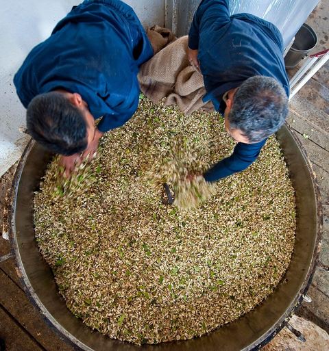 Chargement des Fleurs d'orangers dans l'alambic. Distillerie de fleurs d'orangers de Bigaradier, production d'essence et d'eau de Fleurs d'orangers à la distillerie Carthago Essences à Tunis. La distillerie fut créée il y a plusieurs générations par la famille et est tenue aujourd'hui par la petite fille et passionnée Thouraya.