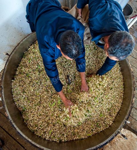 Chargement des Fleurs d'orangers dans l'alambic. Distillerie de fleurs d'orangers de Bigaradier, production d'essence et d'eau de Fleurs d'orangers à la distillerie Carthago Essences à Tunis. La distillerie fut créée il y a plusieurs générations par la famille et est tenue aujourd'hui par la petite fille et passionnée Thouraya.