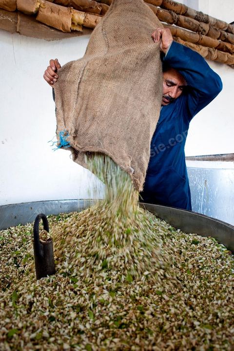 Chargement des Fleurs d'orangers dans l'alambic. Distillerie de fleurs d'orangers de Bigaradier, production d'essence et d'eau de Fleurs d'orangers à la distillerie Carthago Essences à Tunis. La distillerie fut créée il y a plusieurs générations par la famille et est tenue aujourd'hui par la petite fille et passionnée Thouraya.