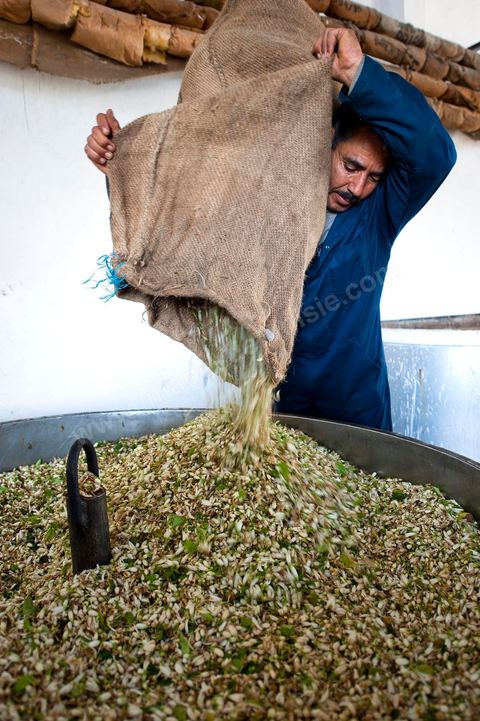 Chargement des Fleurs d'orangers dans l'alambic. Distillerie de fleurs d'orangers de Bigaradier, production d'essence et d'eau de Fleurs d'orangers à la distillerie Carthago Essences à Tunis. La distillerie fut créée il y a plusieurs générations par la famille et est tenue aujourd'hui par la petite fille et passionnée Thouraya.