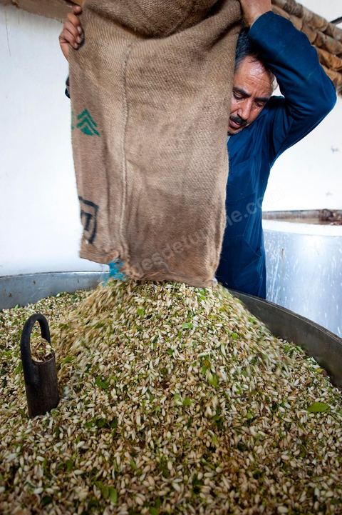 Chargement des Fleurs d'orangers dans l'alambic. Distillerie de fleurs d'orangers de Bigaradier, production d'essence et d'eau de Fleurs d'orangers à la distillerie Carthago Essences à Tunis. La distillerie fut créée il y a plusieurs générations par la famille et est tenue aujourd'hui par la petite fille et passionnée Thouraya.