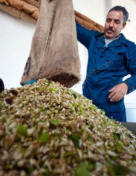 Chargement des Fleurs d'orangers dans l'alambic. Distillerie de fleurs d'orangers de Bigaradier, production d'essence et d'eau de Fleurs d'orangers à la distillerie Carthago Essences à Tunis. La distillerie fut créée il y a plusieurs générations par la famille et est tenue aujourd'hui par la petite fille et passionnée Thouraya.
