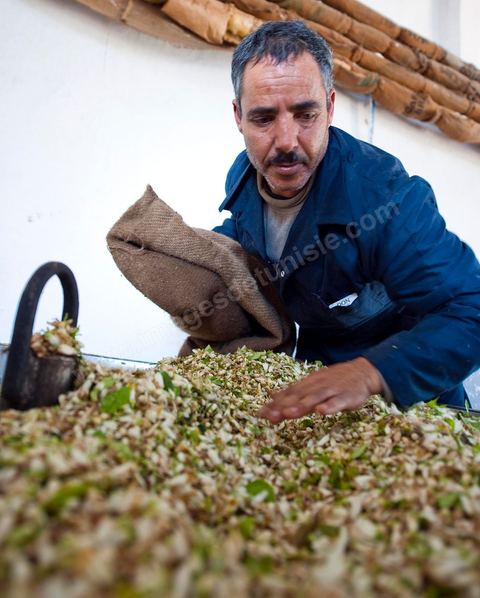 Chargement des Fleurs d'orangers dans l'alambic. Distillerie de fleurs d'orangers de Bigaradier, production d'essence et d'eau de Fleurs d'orangers à la distillerie Carthago Essences à Tunis. La distillerie fut créée il y a plusieurs générations par la famille et est tenue aujourd'hui par la petite fille et passionnée Thouraya.