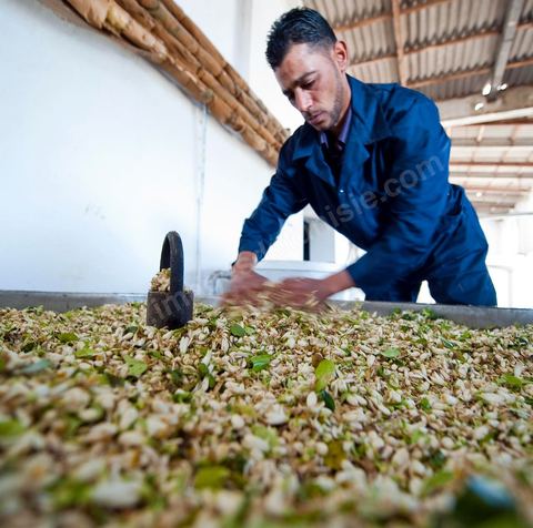 Chargement des Fleurs d'orangers dans l'alambic. Distillerie de fleurs d'orangers de Bigaradier, production d'essence et d'eau de Fleurs d'orangers à la distillerie Carthago Essences à Tunis. La distillerie fut créée il y a plusieurs générations par la famille et est tenue aujourd'hui par la petite fille et passionnée Thouraya.