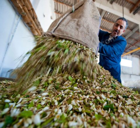 Chargement des Fleurs d'orangers dans l'alambic. Distillerie de fleurs d'orangers de Bigaradier, production d'essence et d'eau de Fleurs d'orangers à la distillerie Carthago Essences à Tunis. La distillerie fut créée il y a plusieurs générations par la famille et est tenue aujourd'hui par la petite fille et passionnée Thouraya.