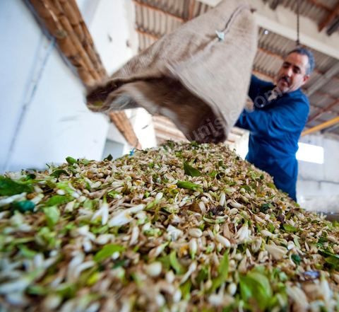 Chargement des Fleurs d'orangers dans l'alambic. Distillerie de fleurs d'orangers de Bigaradier, production d'essence et d'eau de Fleurs d'orangers à la distillerie Carthago Essences à Tunis. La distillerie fut créée il y a plusieurs générations par la famille et est tenue aujourd'hui par la petite fille et passionnée Thouraya.