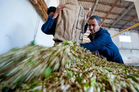 Chargement des Fleurs d'orangers dans l'alambic. Distillerie de fleurs d'orangers de Bigaradier, production d'essence et d'eau de Fleurs d'orangers à la distillerie Carthago Essences à Tunis. La distillerie fut créée il y a plusieurs générations par la famille et est tenue aujourd'hui par la petite fille et passionnée Thouraya.