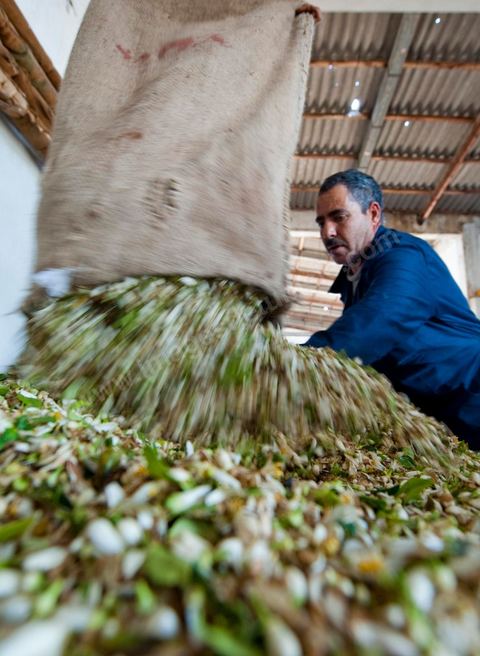 Chargement des Fleurs d'orangers dans l'alambic. Distillerie de fleurs d'orangers de Bigaradier, production d'essence et d'eau de Fleurs d'orangers à la distillerie Carthago Essences à Tunis. La distillerie fut créée il y a plusieurs générations par la famille et est tenue aujourd'hui par la petite fille et passionnée Thouraya.