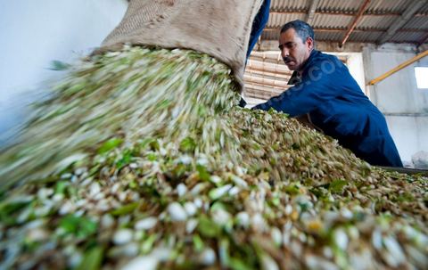 Chargement des Fleurs d'orangers dans l'alambic. Distillerie de fleurs d'orangers de Bigaradier, production d'essence et d'eau de Fleurs d'orangers à la distillerie Carthago Essences à Tunis. La distillerie fut créée il y a plusieurs générations par la famille et est tenue aujourd'hui par la petite fille et passionnée Thouraya.