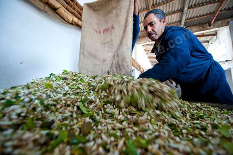 Chargement des Fleurs d'orangers dans l'alambic. Distillerie de fleurs d'orangers de Bigaradier, production d'essence et d'eau de Fleurs d'orangers à la distillerie Carthago Essences à Tunis. La distillerie fut créée il y a plusieurs générations par la famille et est tenue aujourd'hui par la petite fille et passionnée Thouraya.