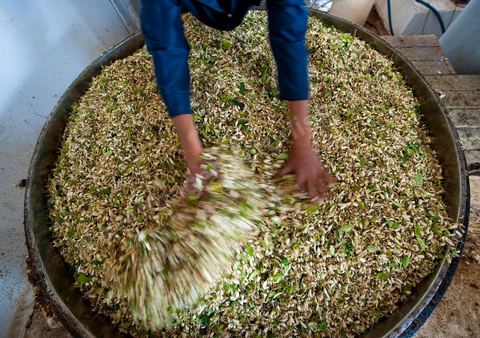 Chargement des Fleurs d'orangers dans l'alambic. Distillerie de fleurs d'orangers de Bigaradier, production d'essence et d'eau de Fleurs d'orangers à la distillerie Carthago Essences à Tunis. La distillerie fut créée il y a plusieurs générations par la famille et est tenue aujourd'hui par la petite fille et passionnée Thouraya.