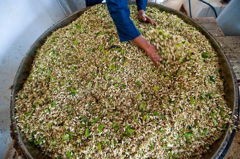Chargement des Fleurs d'orangers dans l'alambic. Distillerie de fleurs d'orangers de Bigaradier, production d'essence et d'eau de Fleurs d'orangers à la distillerie Carthago Essences à Tunis. La distillerie fut créée il y a plusieurs générations par la famille et est tenue aujourd'hui par la petite fille et passionnée Thouraya.