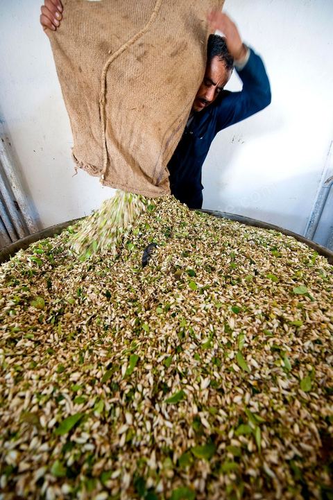 Chargement des Fleurs d'orangers dans l'alambic. Distillerie de fleurs d'orangers de Bigaradier, production d'essence et d'eau de Fleurs d'orangers à la distillerie Carthago Essences à Tunis. La distillerie fut créée il y a plusieurs générations par la famille et est tenue aujourd'hui par la petite fille et passionnée Thouraya.