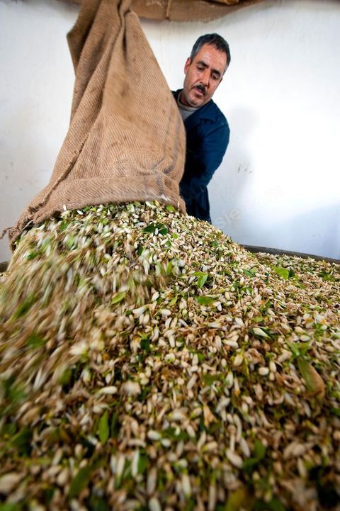 Chargement des Fleurs d'orangers dans l'alambic. Distillerie de fleurs d'orangers de Bigaradier, production d'essence et d'eau de Fleurs d'orangers à la distillerie Carthago Essences à Tunis. La distillerie fut créée il y a plusieurs générations par la famille et est tenue aujourd'hui par la petite fille et passionnée Thouraya.