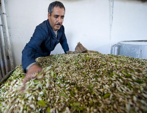 Chargement des Fleurs d'orangers dans l'alambic. Distillerie de fleurs d'orangers de Bigaradier, production d'essence et d'eau de Fleurs d'orangers à la distillerie Carthago Essences à Tunis. La distillerie fut créée il y a plusieurs générations par la famille et est tenue aujourd'hui par la petite fille et passionnée Thouraya.